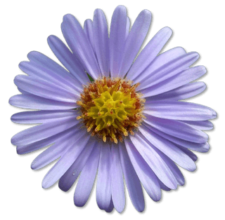 A light purple aster flower, with many petals surrounding a yellow orange center.